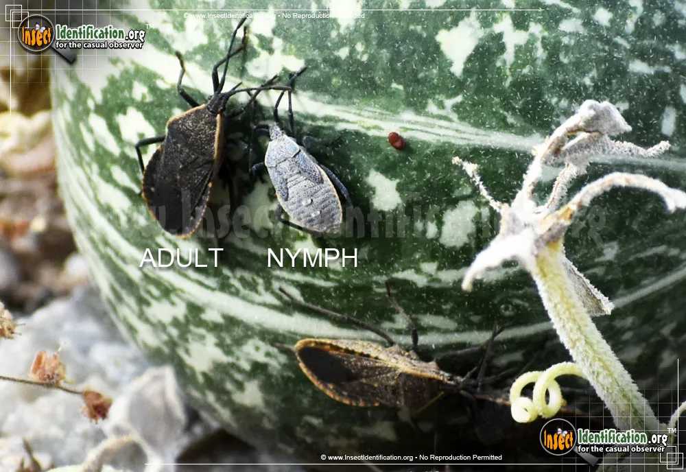 Squash Bug - photo 7