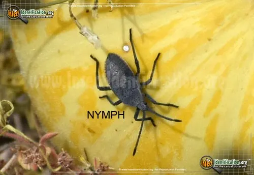 Squash Bug - photo 8