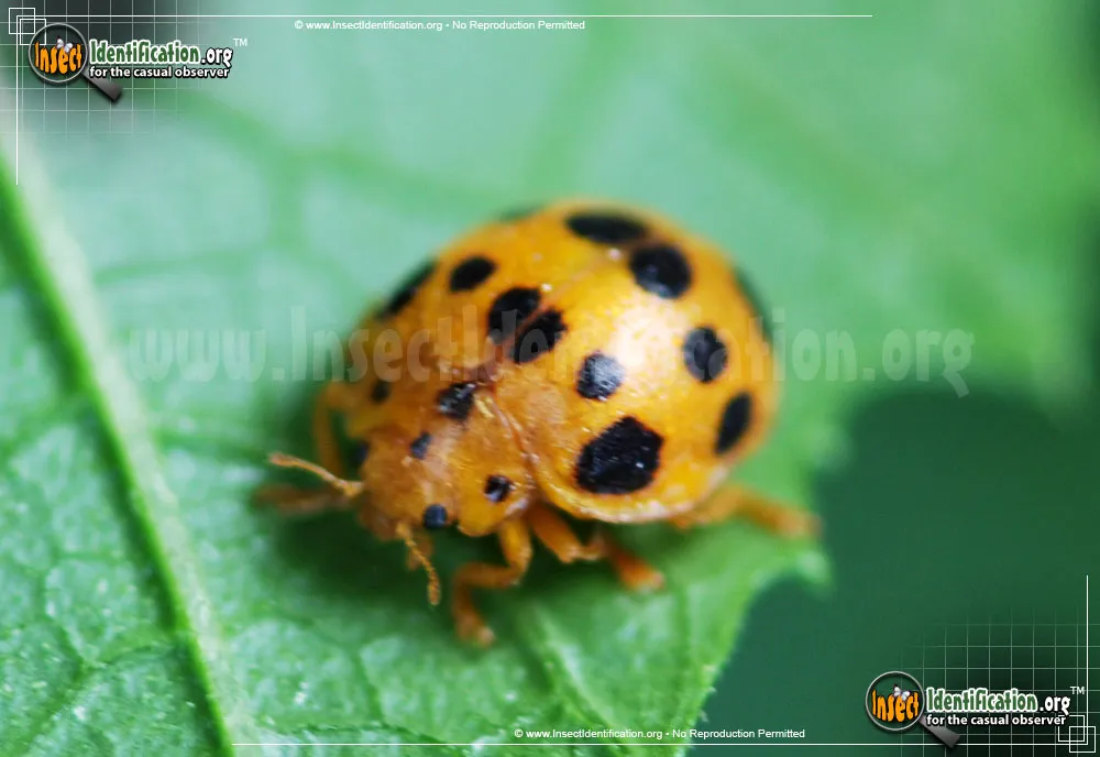 Squash Lady Beetle