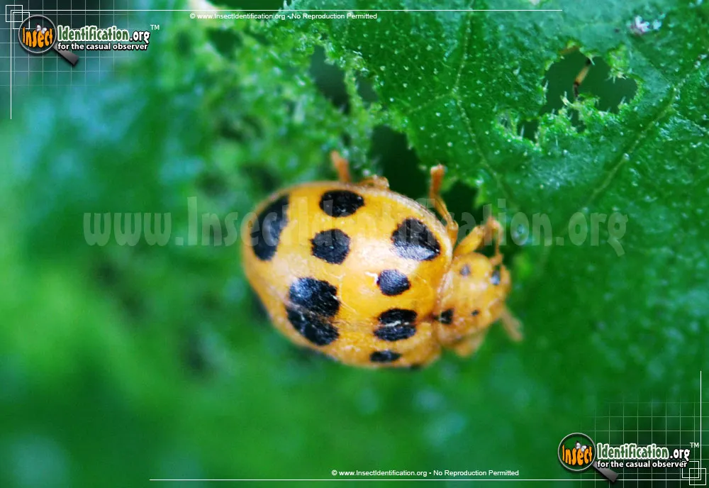 Squash Lady Beetle - photo 3