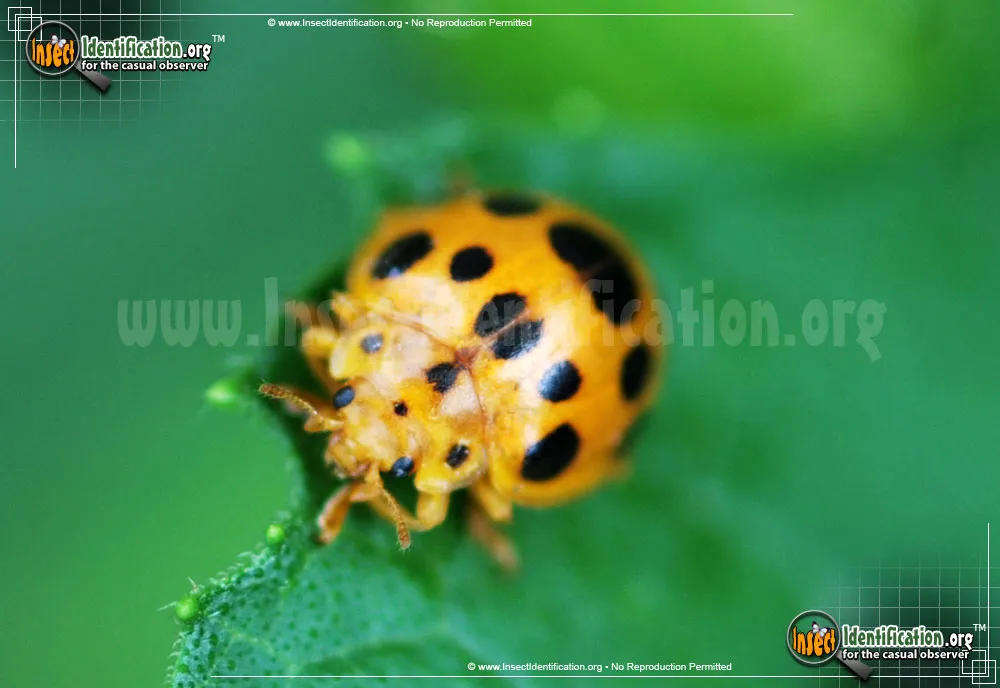Squash Lady Beetle - photo 5