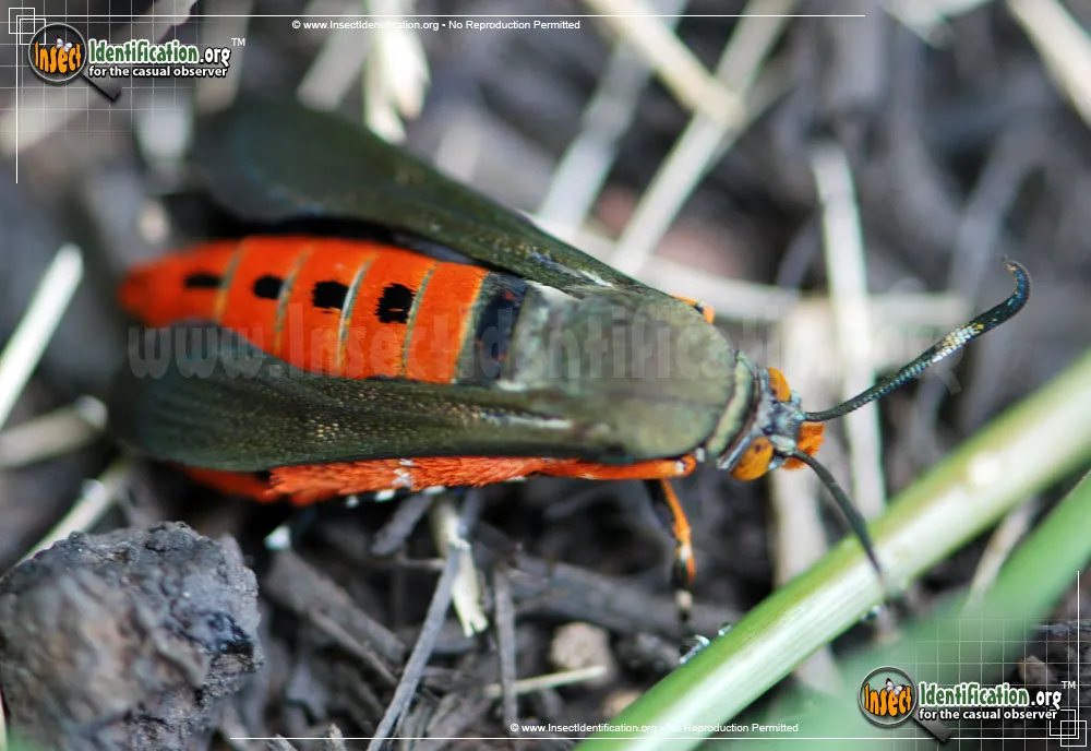 Squash Vine Borer Moth