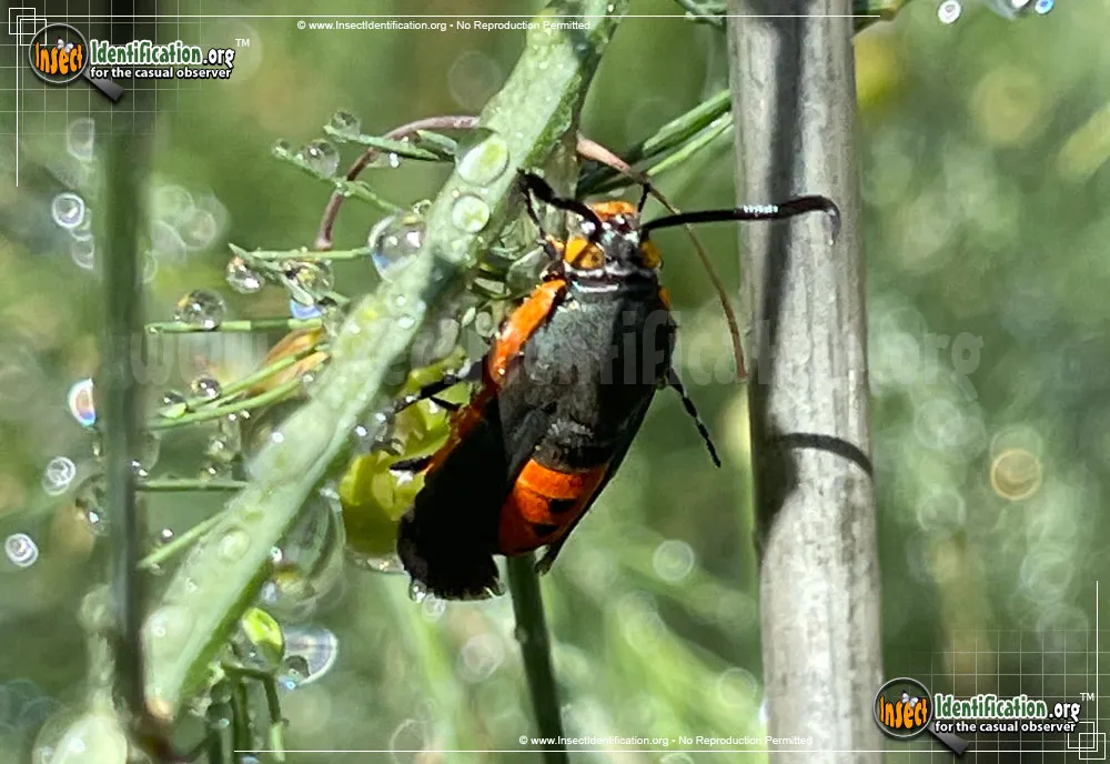 Squash Vine Borer Moth - photo 3