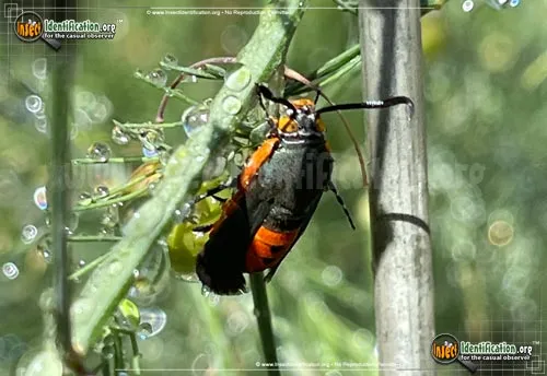 Squash Vine Borer Moth - photo 4