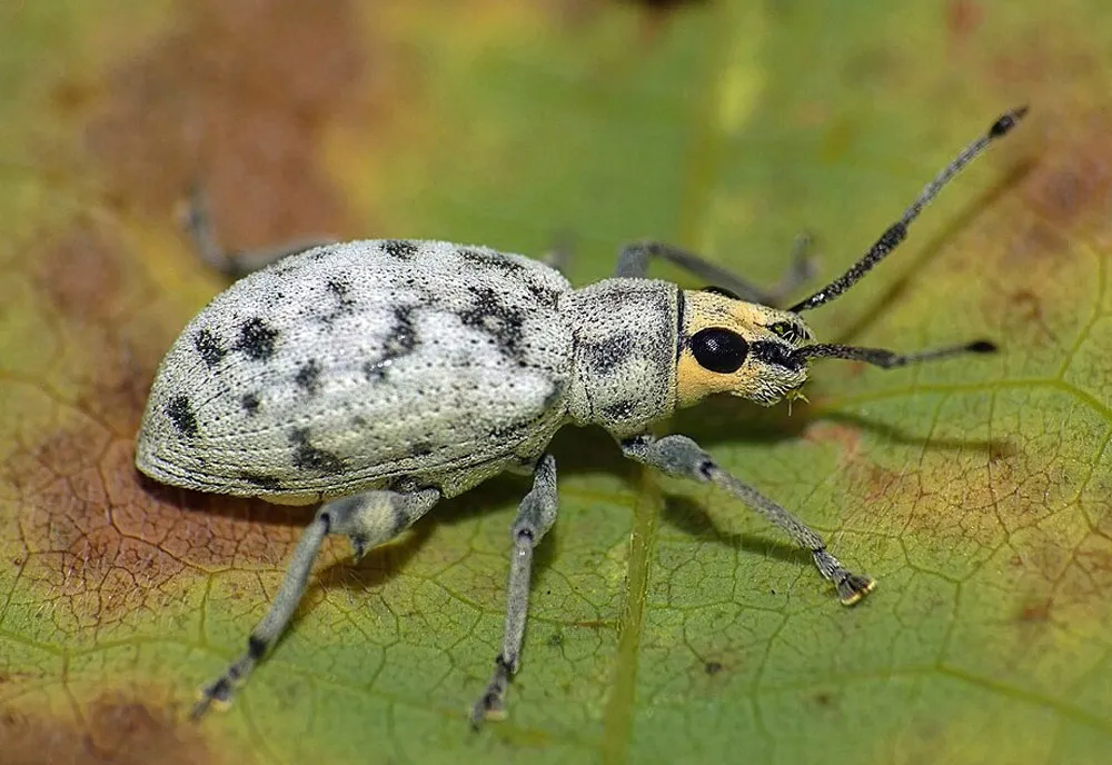 Sri Lankan Weevil - Myllocerus undecimpustulatus undatus