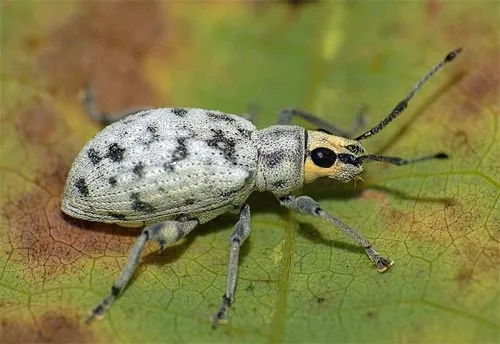 Sri Lankan Weevil - photo 2