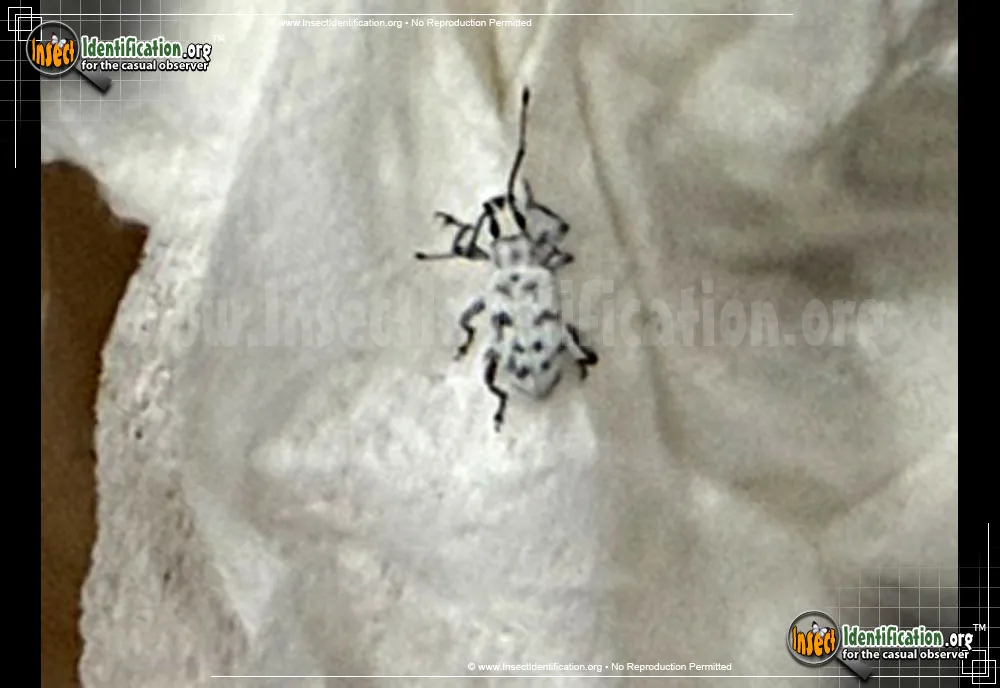 Sri Lankan Weevil - photo 3