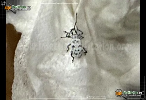 Sri Lankan Weevil - photo 4
