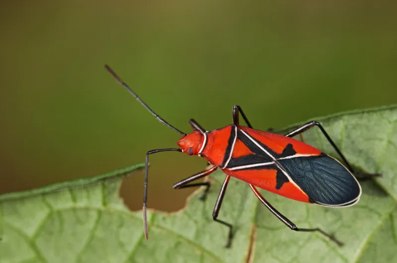 St. Andrew's Cotton Stainer - photo 2
