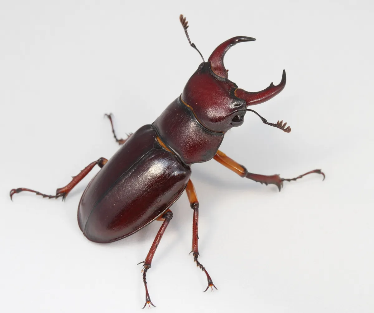 Stag Beetle - photo 3