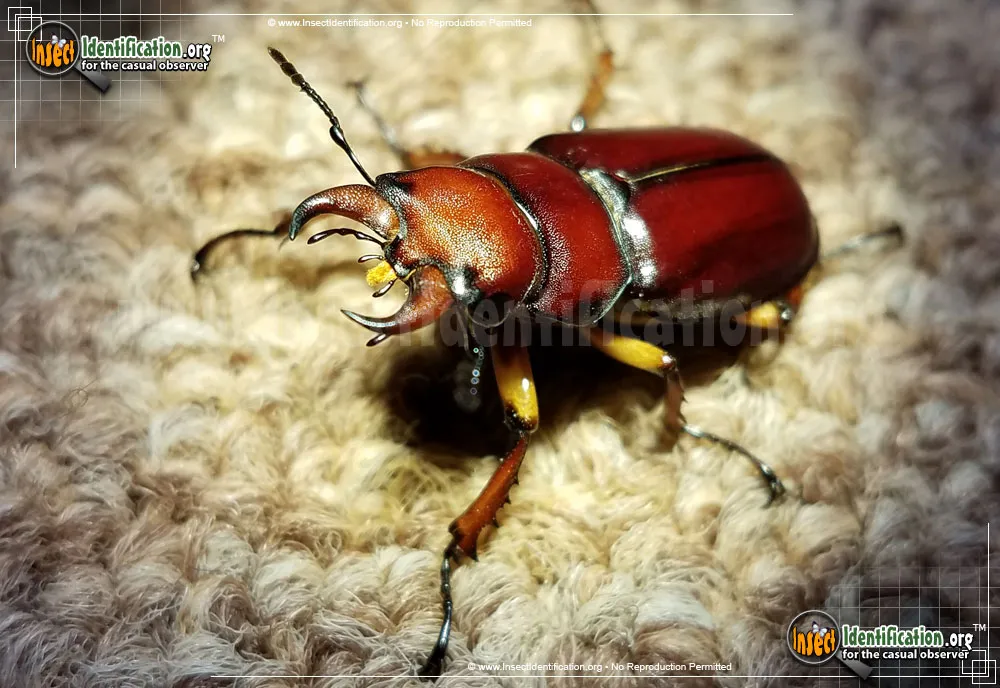 Stag Beetle - photo 4
