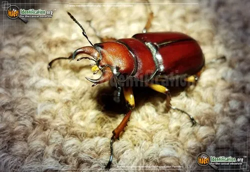Stag Beetle - photo 5