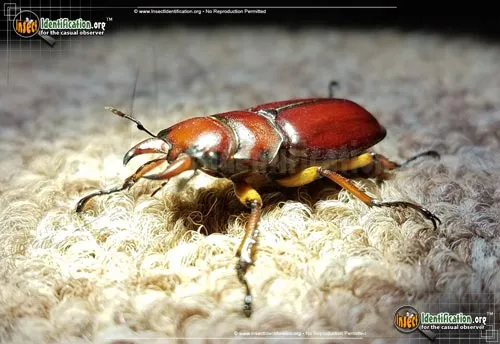 Stag Beetle - photo 6