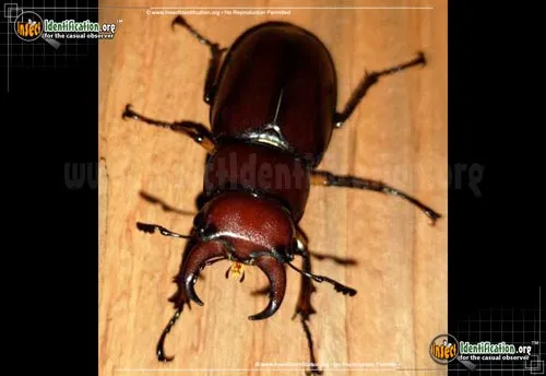 Stag Beetle - photo 7