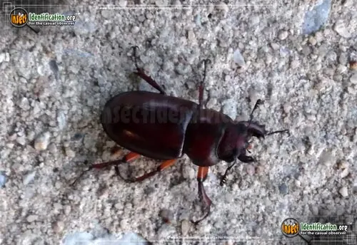 Stag Beetle - photo 8