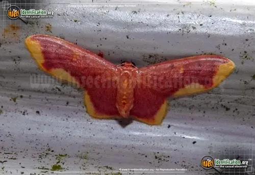 Stained Lophosis Moth - photo 2