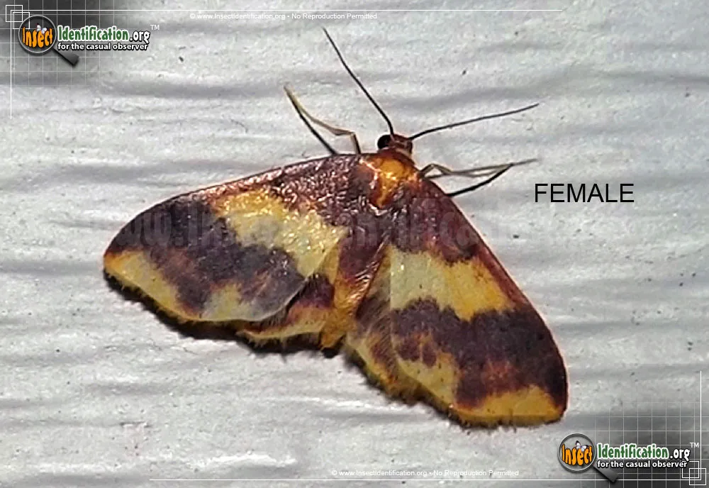 Stained Lophosis Moth - photo 3