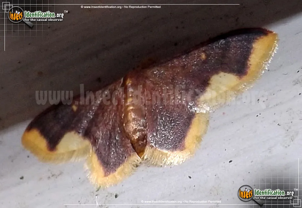 Stained Lophosis Moth - photo 4
