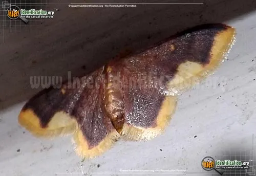 Stained Lophosis Moth - photo 5