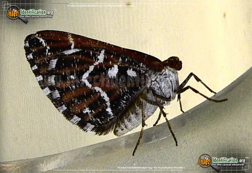 Stamnodes marmorata - photo 2