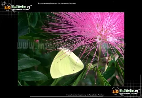Statira Sulphur Butterfly - photo 2