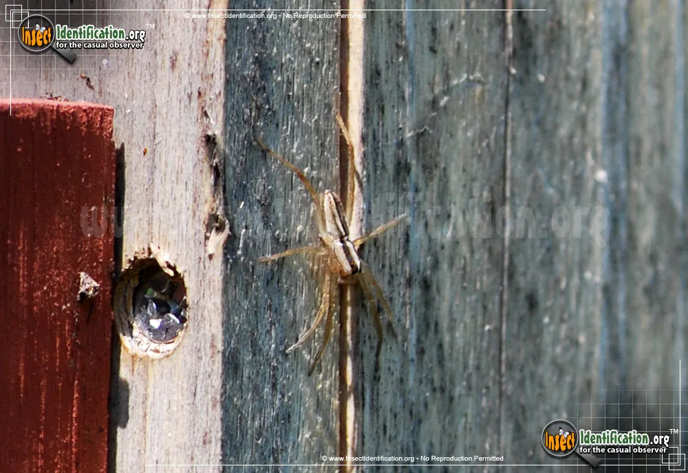 Stealthy Ground Spider