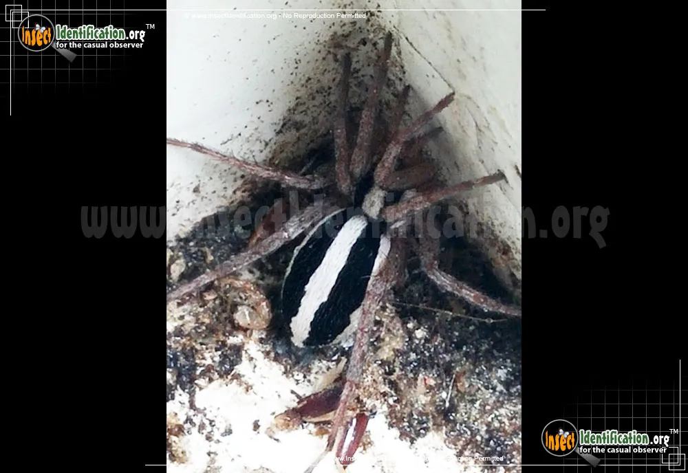 Stealthy Ground Spider - photo 3