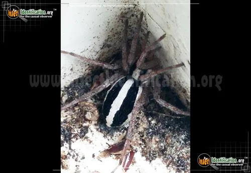 Stealthy Ground Spider - photo 4