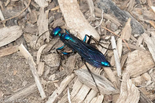 Steel-blue Cricket Hunter - Chlorion aerarium