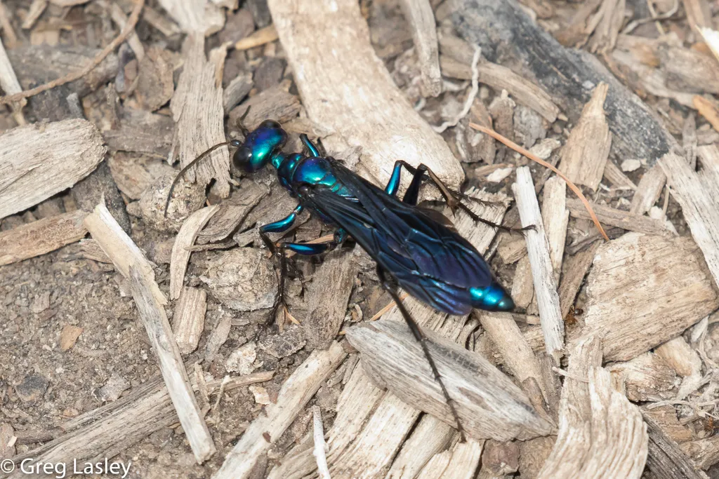 Steel-blue Cricket Hunter - photo 2