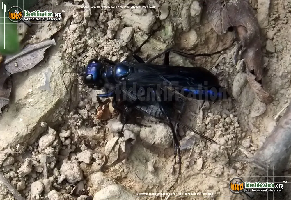 Steel-blue Cricket Hunter - photo 4