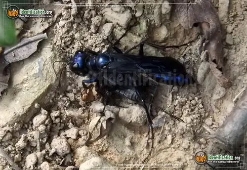 Steel-blue Cricket Hunter - photo 5