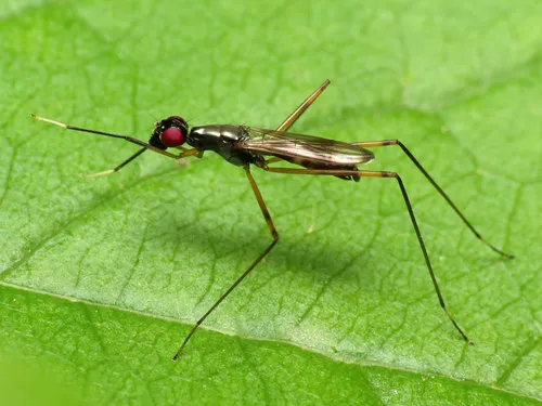 Stilt-legged Fly