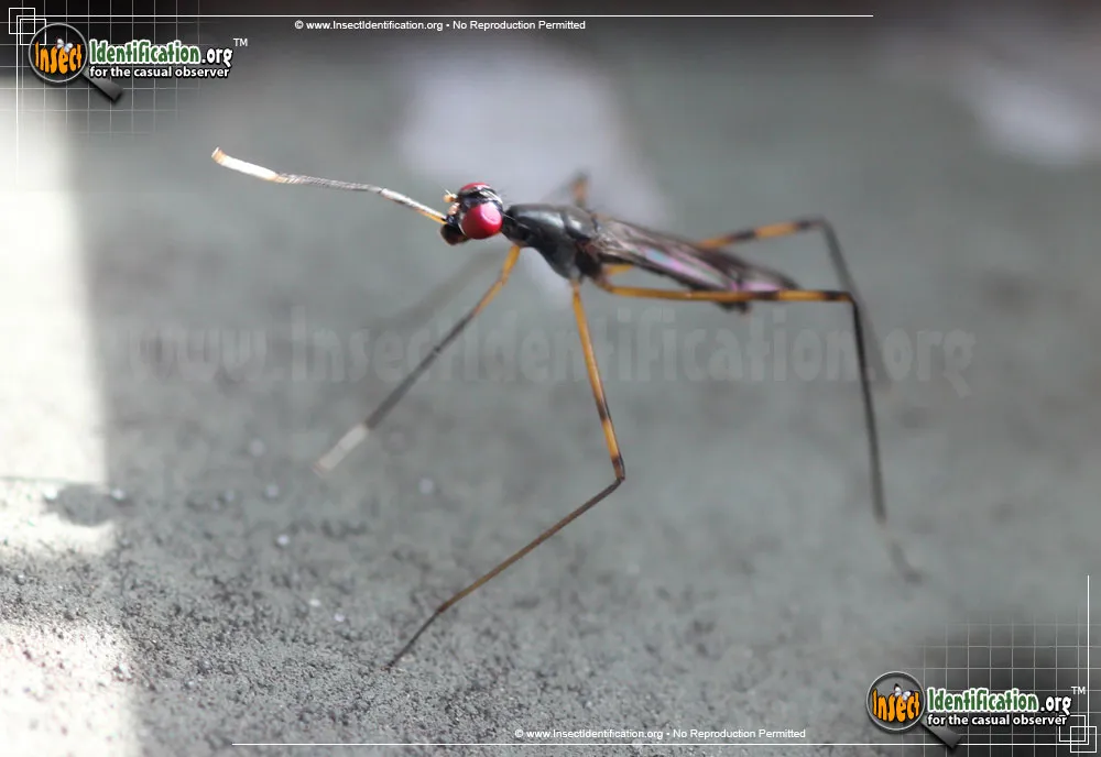 Stilt-legged Fly - photo 4