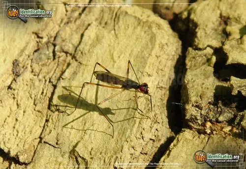 Stilt-legged Fly - photo 6