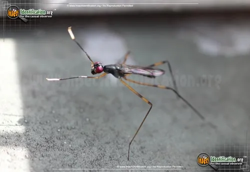 Stilt-legged Fly - photo 7