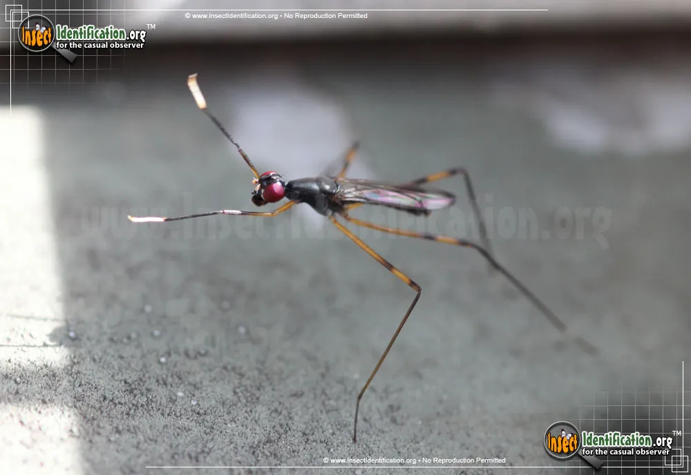 Stilt-legged Fly - photo 8