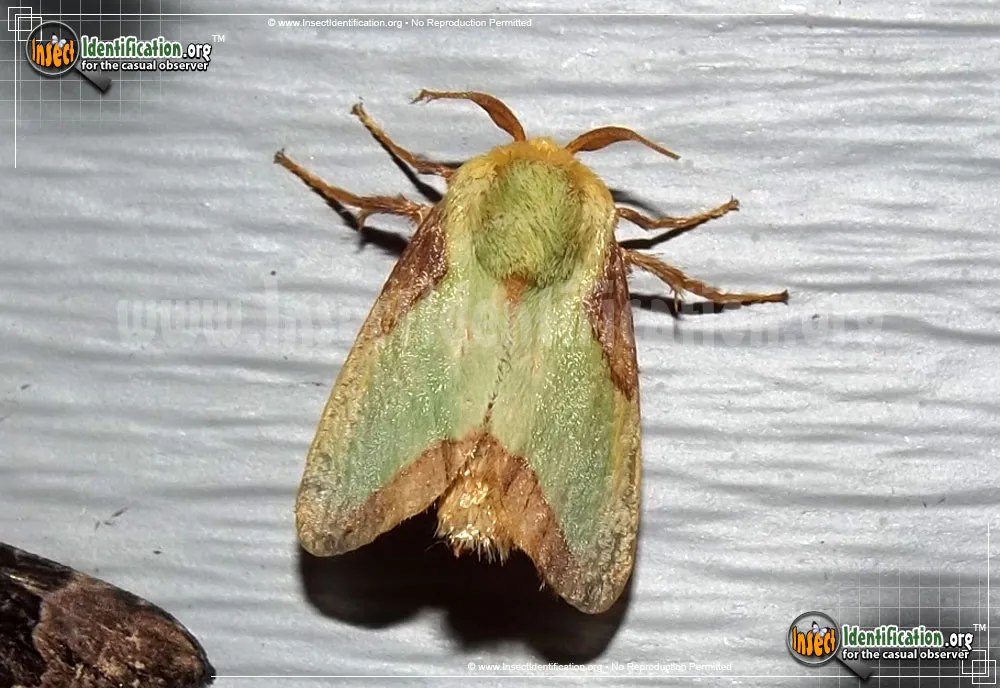 Stinging Rose Caterpillar Moth