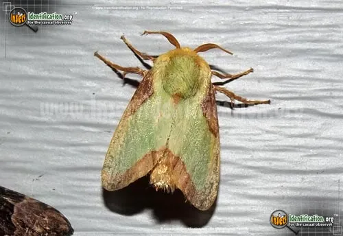 Stinging Rose Caterpillar Moth - photo 2