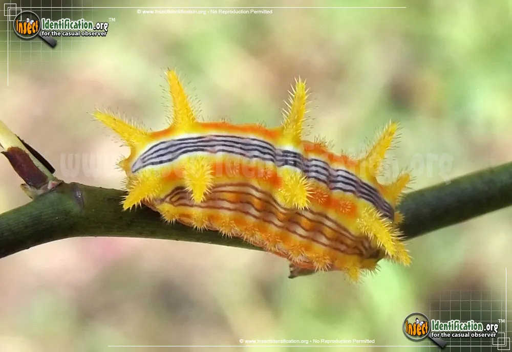 Stinging Rose Caterpillar Moth - photo 3