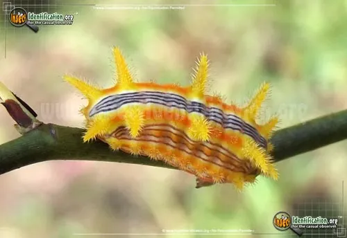 Stinging Rose Caterpillar Moth - photo 4