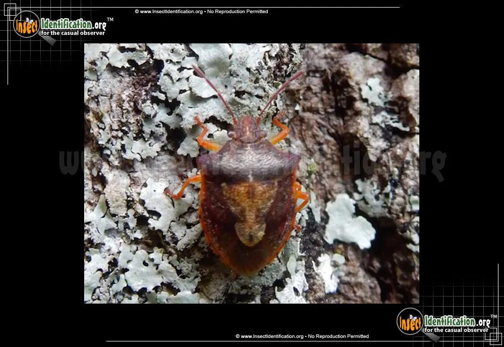 Stinkbug