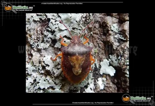 Stinkbug - photo 2