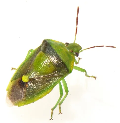 Stink Bug