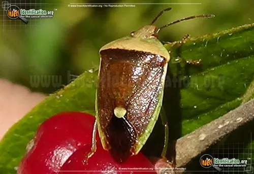 Stink Bug - photo 5