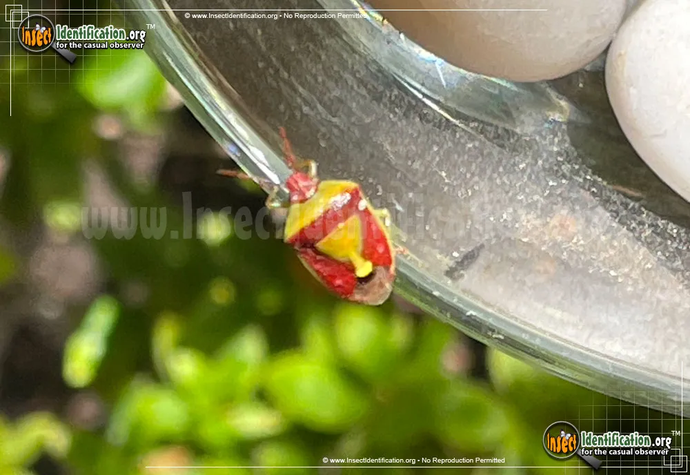 Stink Bug - photo 6