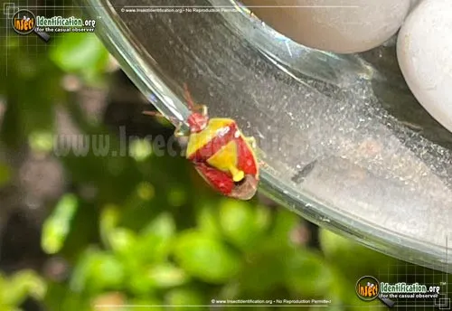 Stink Bug - photo 7