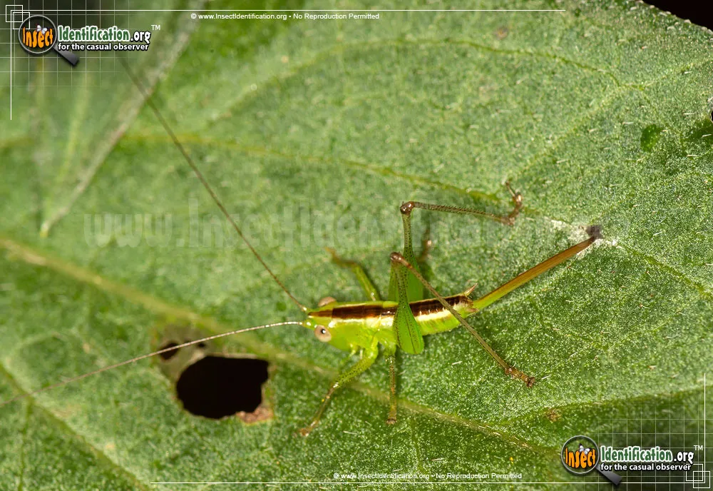 Straight-lanced Meadow Katydid