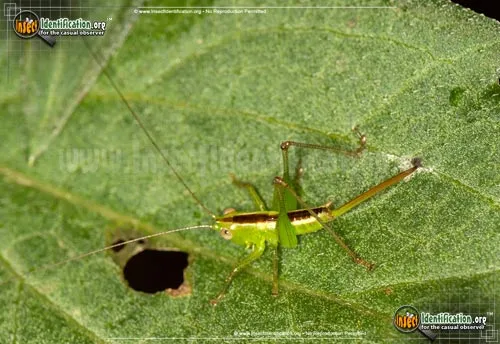 Straight-lanced Meadow Katydid - photo 2