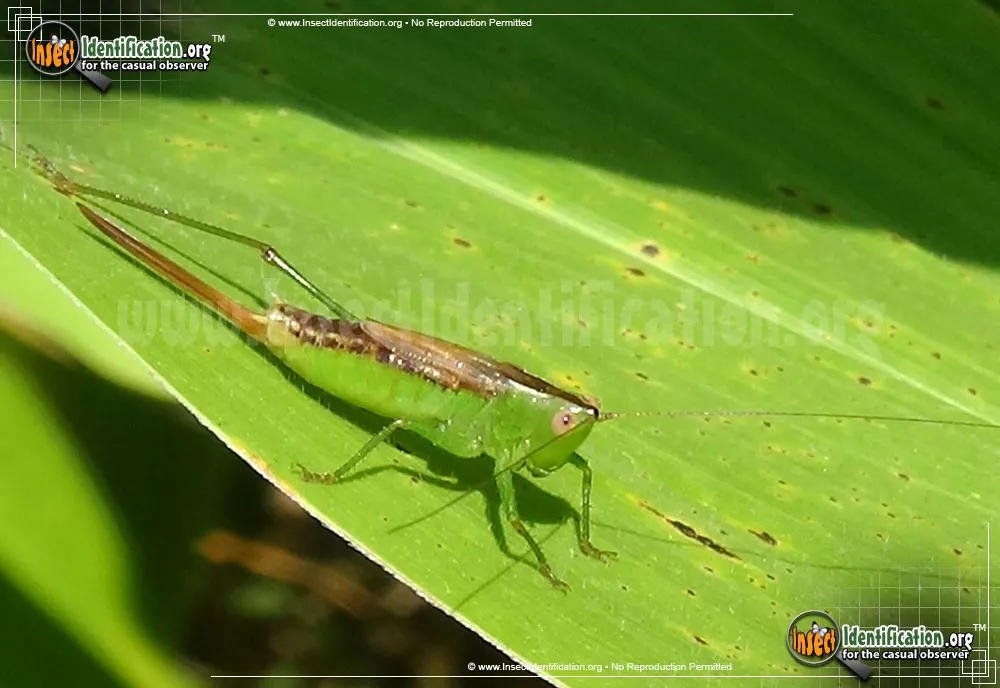 Straight-lanced Meadow Katydid - photo 3